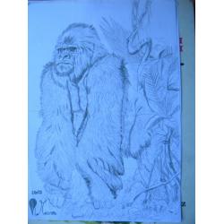gorilla