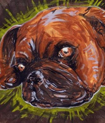 boxer