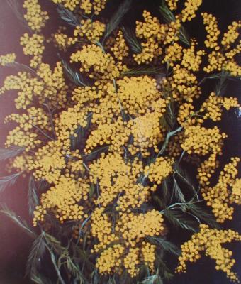 mimosa-su-fondo-nero