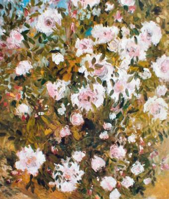 rose-selvatiche