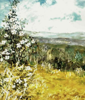 prato-con-fiori-bianchi
