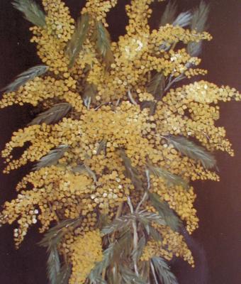 mimosa