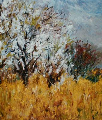 fiori-di-rapa