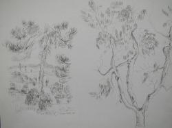 grafica