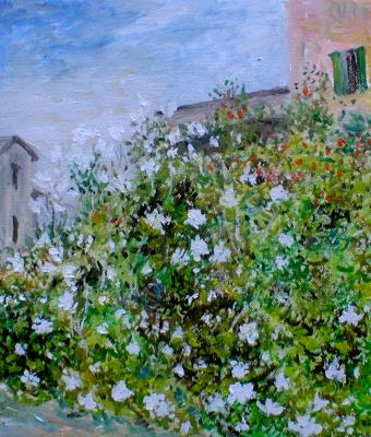 rose-selvatiche