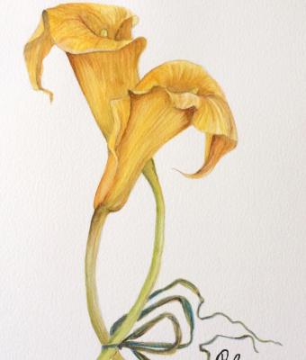 calla-lily-bothanica-2016
