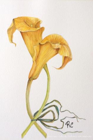calla-lily-bothanica-2016