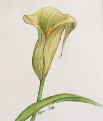 calla-lily-verde-bothanica-2
