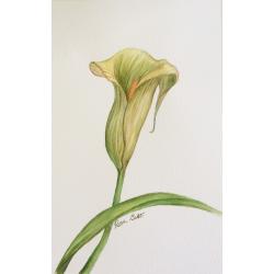 watercolor
