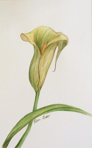 calla-lily-verde-bothanica-2