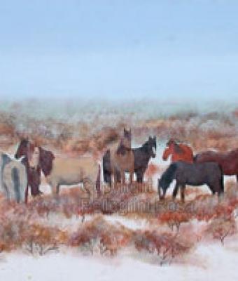 mustangs