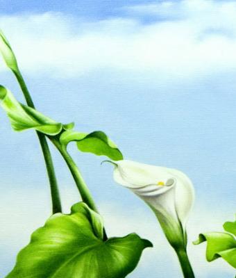 calla
