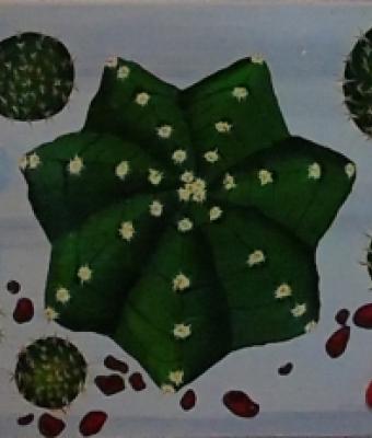 giardino-cactus