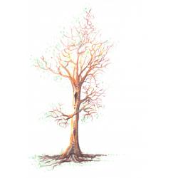 dialogando-con-gli-alberi-dialogue-with-the-trees