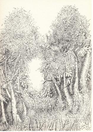 varco-tra-le-fronde-gap-in-t