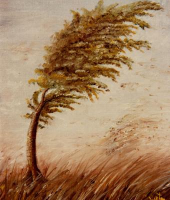 forte-vento-strong-wind