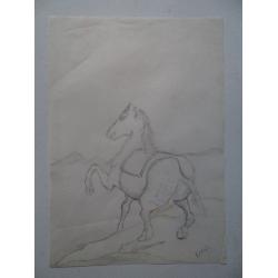 cavallo-di-spalle-horse-shou
