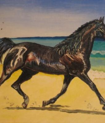 cavallo
