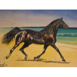 cavallo