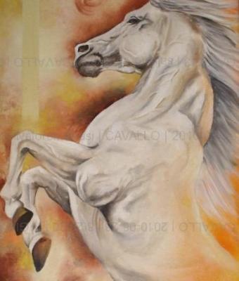 cavallo