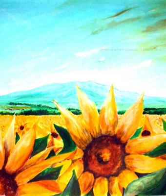 girasoli