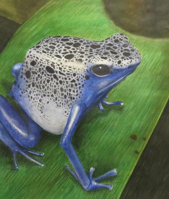 dendrobates