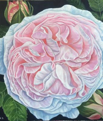 english-rose