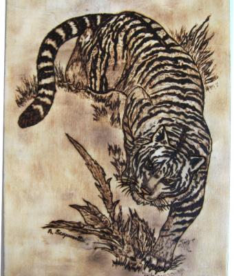 tigre-in-caccia