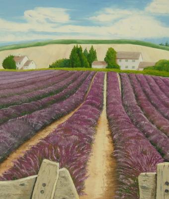 campo-di-lavanda