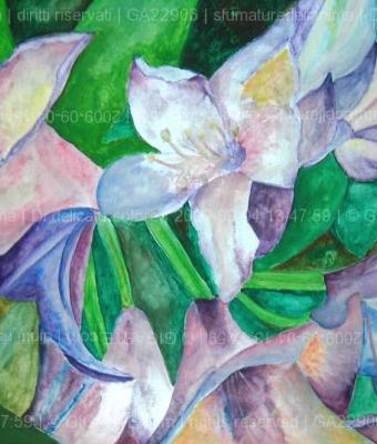 di-delicato-colore