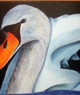 cigno