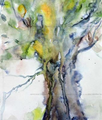 my-magnolia