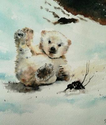 orso-bianco