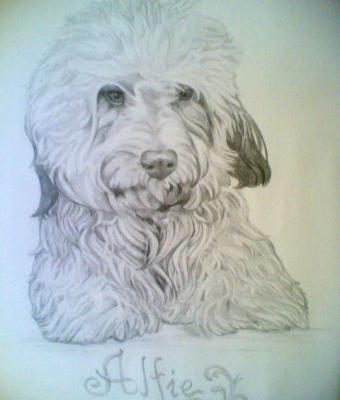 ritratto-alfie