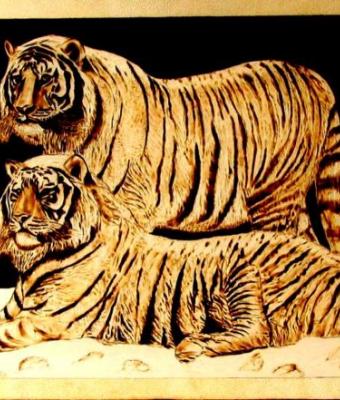 siberian-tigers
