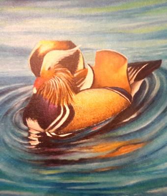 mandarina-duck