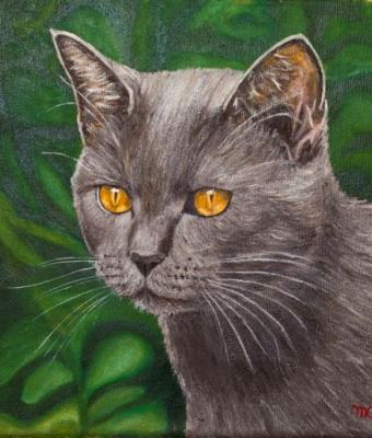 shiva-il-nostro-gatto
