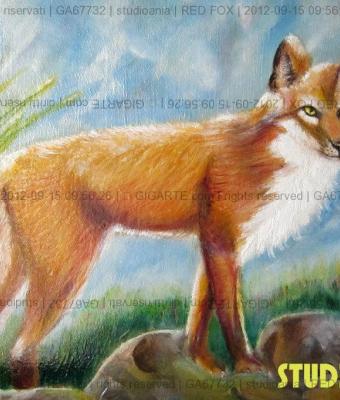 red-fox