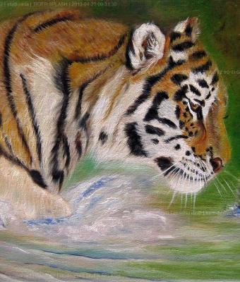 tiger-splash