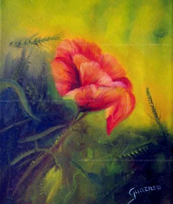 poppy