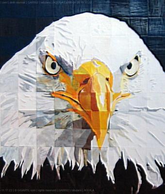 aquila