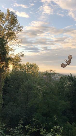 pipistrello-al-tramonto