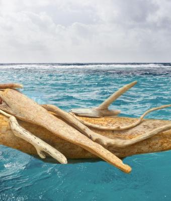 aron-pescecane