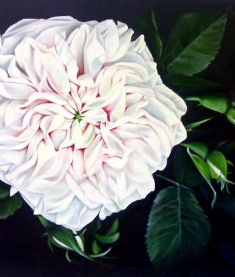 le-rose-di-piero-tetraedrofu
