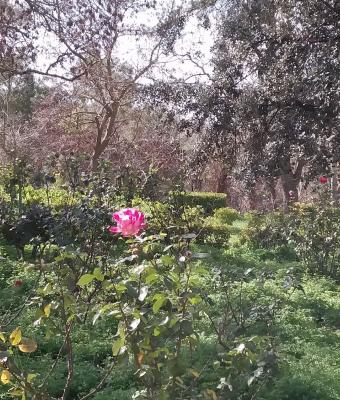 poesia-profumo-di-primavera