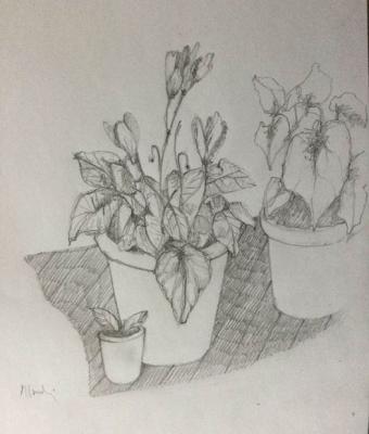 fiori-in-vaso