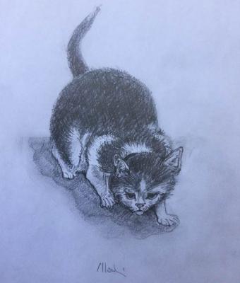 gatto-1