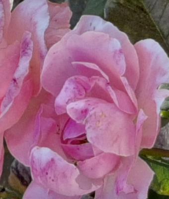 rose-nel-loro-giardino-sotto
