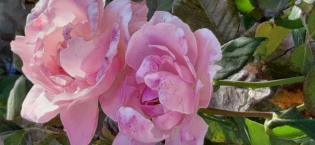 rose-nel-loro-giardino-sotto