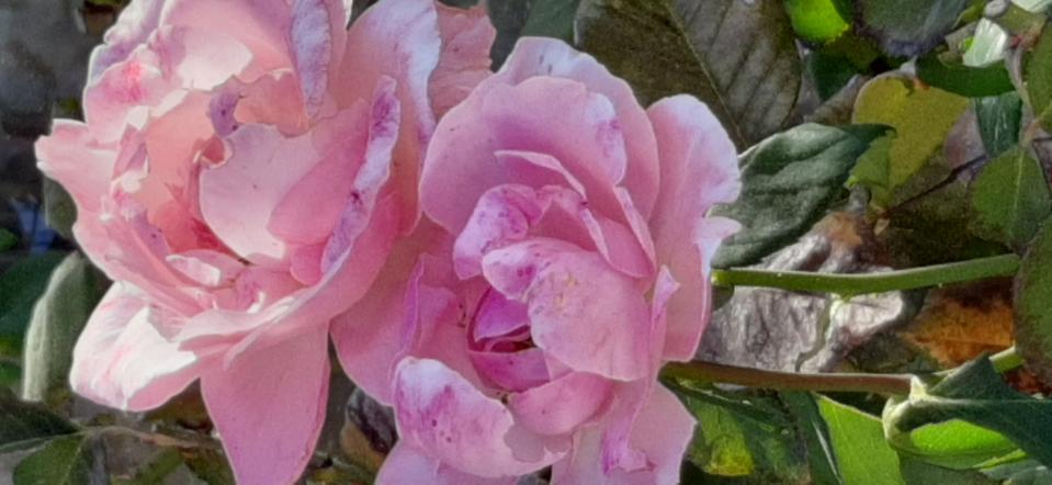 rose-nel-loro-giardino-sotto